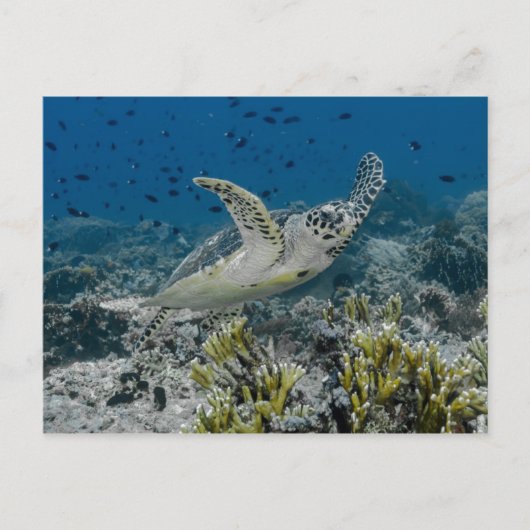 Zee Schildpad Zwemt Briefkaart (Voorkant)