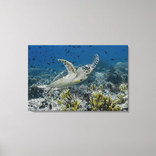 Zee Schildpad Zwemt Canvas Afdruk