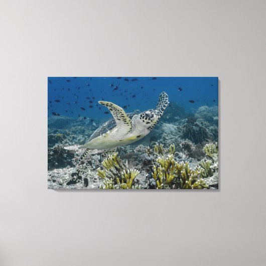 Zee Schildpad Zwemt Canvas Afdruk (Voorkant)