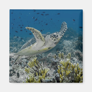 Zee Schildpad Zwemt Magneet