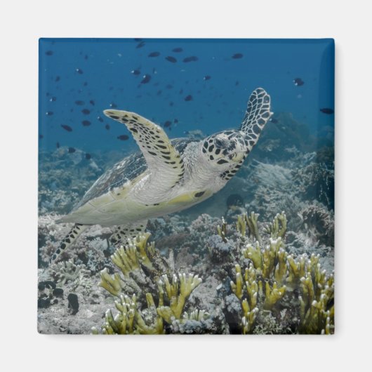 Zee Schildpad Zwemt Magneet (Voorkant)