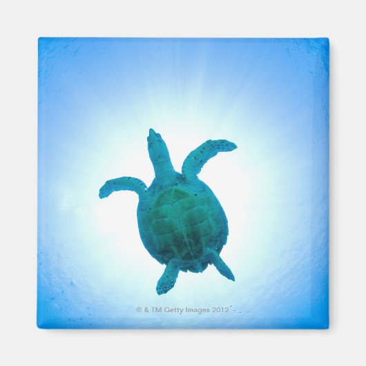 Zee schildpad zwemt onderwater magneet (Voorkant)