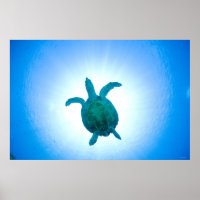 Zee schildpad zwemt onderwater