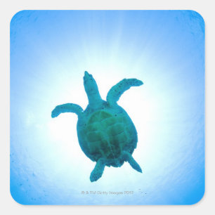 Zee schildpad zwemt onderwater vierkante sticker