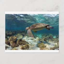 Zee schildpad zwemt op het eiland lagune paradijs briefkaart