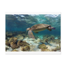 Zee schildpad zwemt op het eiland lagune paradijs