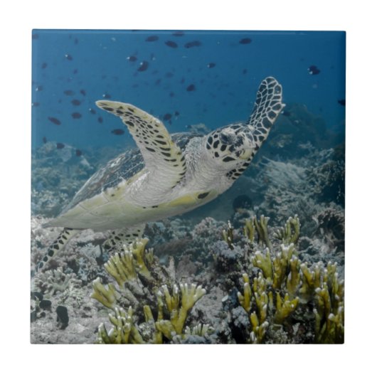 Zee Schildpad Zwemt Tegeltje (Voorkant)