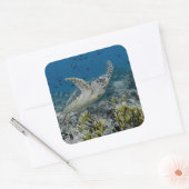 Zee Schildpad Zwemt Vierkante Sticker (Envelop)
