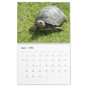 Zee schildpadden en schildpadden kalender (Mar 2026)