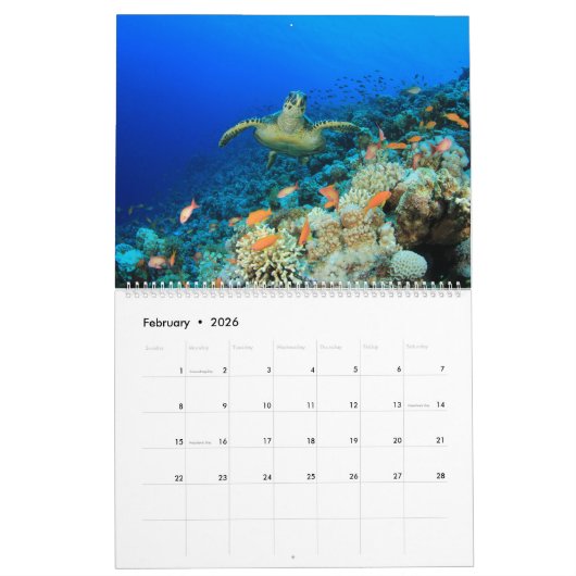 Zee schildpadden en schildpadden kalender (Feb 2026)