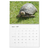 Zee schildpadden en schildpadden kalender (Mar 2027)