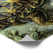 Zee schildpadden en schildpadden van Ernst Haeckel Poster (Hoek)