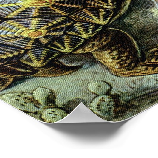 Zee schildpadden en schildpadden van Ernst Haeckel Poster (Hoek)