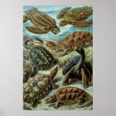 Zee schildpadden en schildpadden van Ernst Haeckel Poster (Voorkant)
