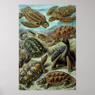Zee schildpadden en schildpadden van Ernst Haeckel Poster