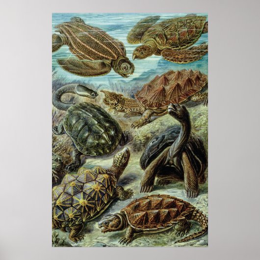 Zee schildpadden en schildpadden van Ernst Haeckel Poster (Voorkant)