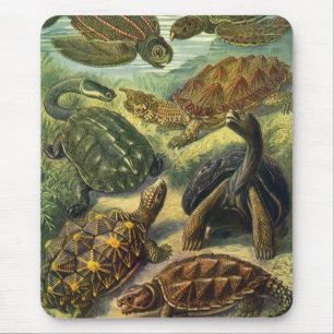 Zee schildpadden Vintage Land Schildpad door Ernst Muismat