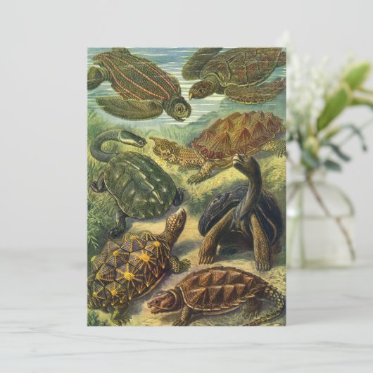 Zee Schildpadden Vintage Landschildpad door Ernst (Staand voorkant)