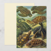 Zee Schildpadden Vintage Landschildpad door Ernst (Voorkant / Achterkant)