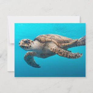 Zee schildpadzwemmen briefkaart