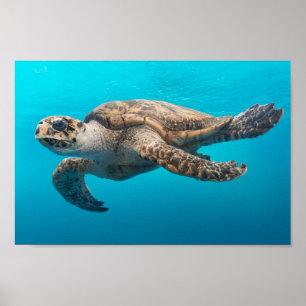 Zee schildpadzwemmen poster
