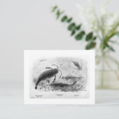 Zee-schorpioenen briefkaart (Staand voorkant)