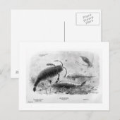 Zee-schorpioenen briefkaart (Voorkant / Achterkant)