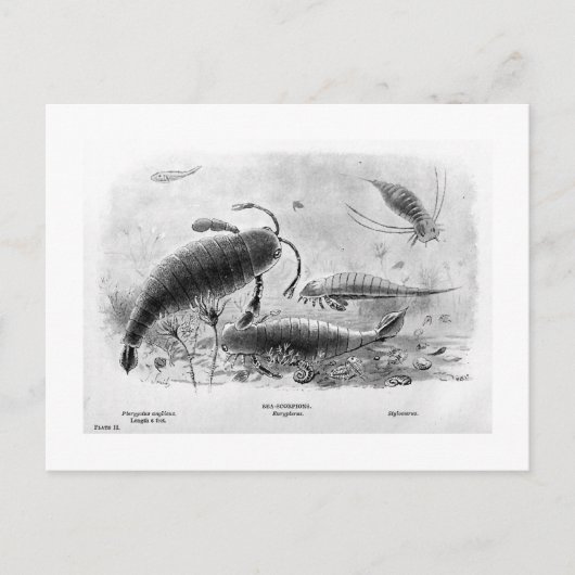 Zee-schorpioenen briefkaart (Voorkant)