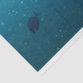 Zee Schrootte Tissuepapier (Detail)