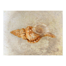 Zee Shell  Antiek Ocean Beach Textuur