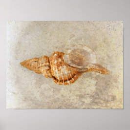 Zee Shell  Antiek Ocean Beach Textuur Poster