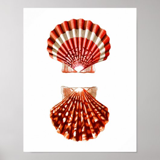Zee Shell Art Print no.9 Beach Home Decor (Voorkant)
