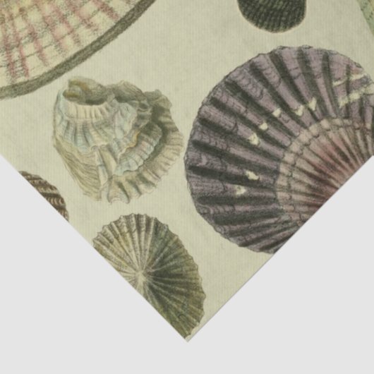  zee shell art tissuepapier (Detail)