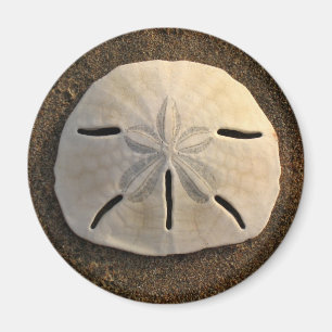 Zee Shell Beach Magnet Sand Dollar