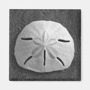 Zee Shell Beach Magnet Sand Dollar