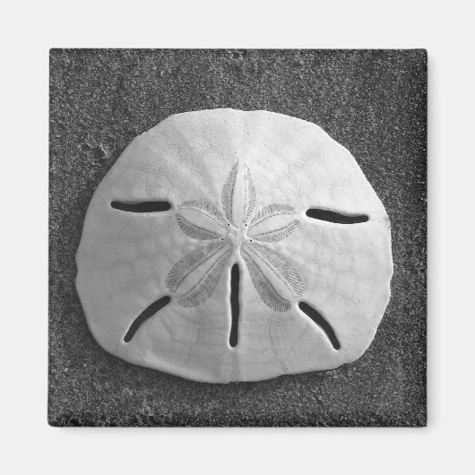 Zee Shell Beach Magnet Sand Dollar (Voorkant)