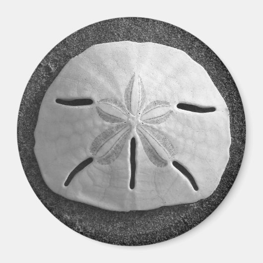 Zee Shell Beach Magnet Sand Dollar (Voorkant)