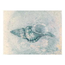 Zee Shell Blauwgroen Beige  Ocean Beach Textuur