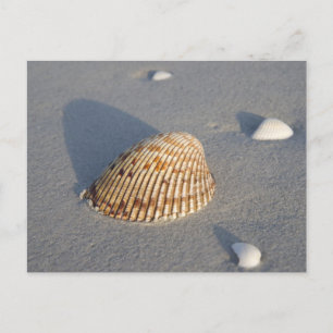Zee Shell Briefkaart