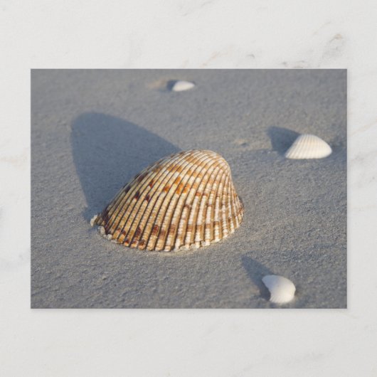 Zee Shell Briefkaart (Voorkant)