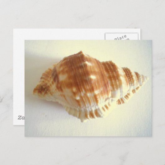 Zee Shell Briefkaart (Voorkant / Achterkant)