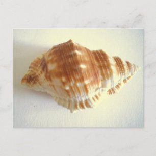 Zee Shell Briefkaart