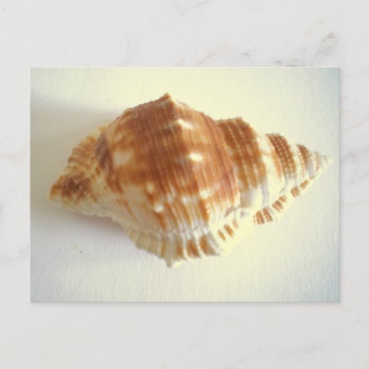 Zee Shell Briefkaart (Voorkant)