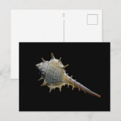 Zee Shell Briefkaart – Fotografie door Freyja (Voorkant / Achterkant)