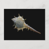Zee Shell Briefkaart – Fotografie door Freyja (Voorkant)