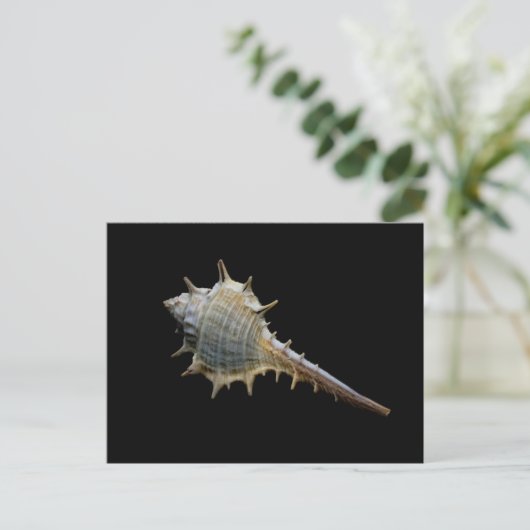 Zee Shell Briefkaart – Fotografie door Freyja (Staand voorkant)