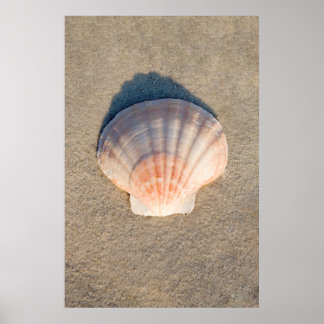 Zee Shell dat op zandstrand wetend Poster