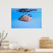 Zee Shell Drop in Water Poster (Keuken)