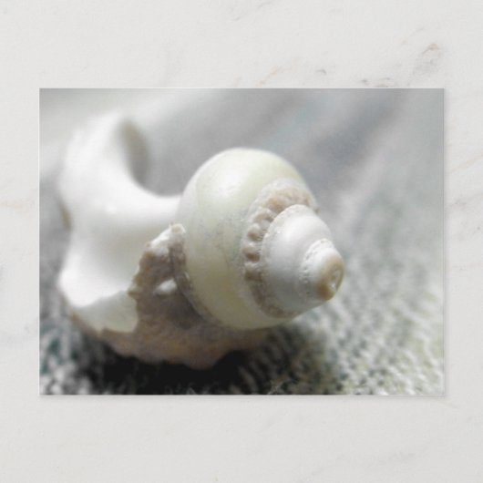 Zee Shell foto zwart-wit Briefkaart (Voorkant)