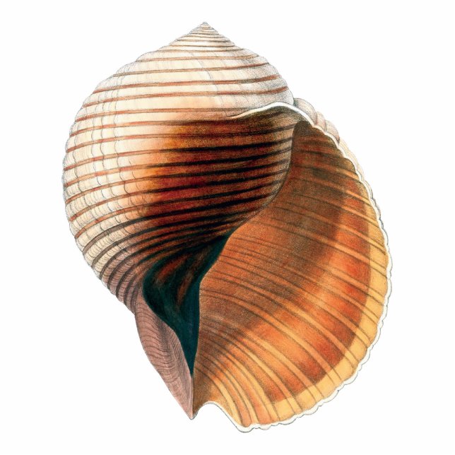 Zee Shell  Fotobeeldje Magneet (Voorkant)
